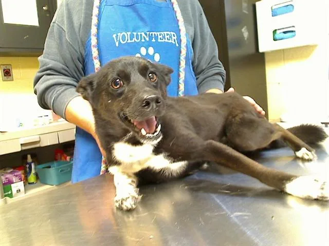 A young medium-sized female Australian Cattle Dog / Blue Heeler dog named Weebles for adoption in Cookeville, TN