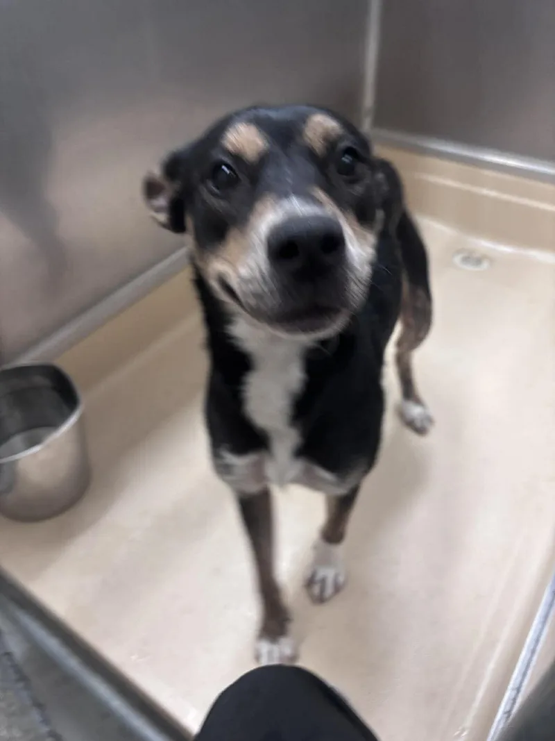 An adult medium-sized female Tricolor (Brown, Black, & White) Pit Bull Terrier dog named Unknown for adoption in Burgaw, NC