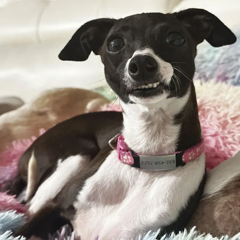 A young small-sized female Black Italian Greyhound dog named Bones for adoption in Cypress, TX
