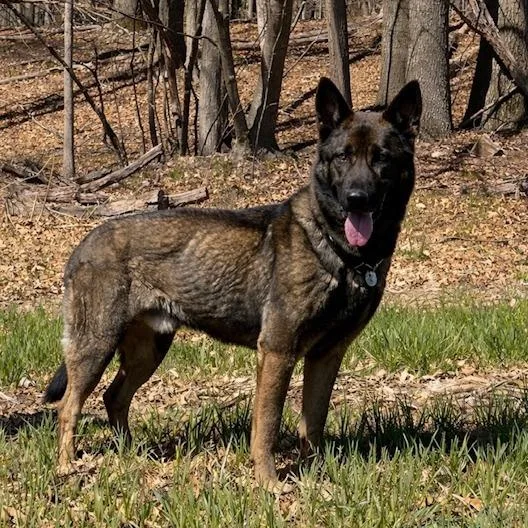 An adult large-sized male Sable German Shepherd Dog dog named Titus for adoption in New Ringgold, PA