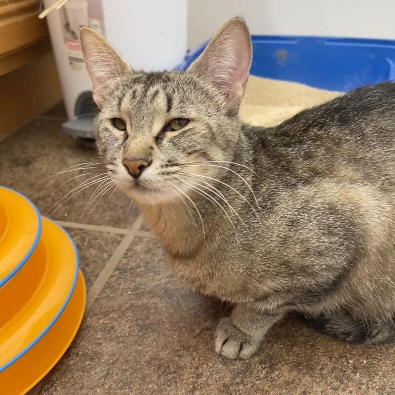 An adult medium-sized female Brown / Chocolate Domestic Short Hair cat named Jordan for adoption in Las Vegas, NV