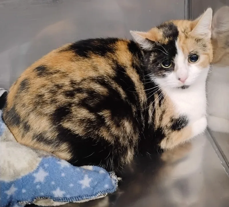 Patches  Lovely Calico