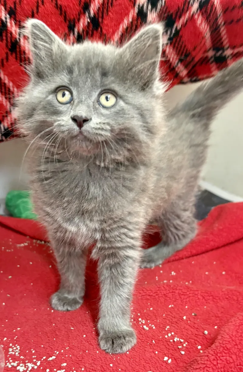 A baby medium-sized female Domestic Long Hair cat named Silver for adoption in Charles City, IA