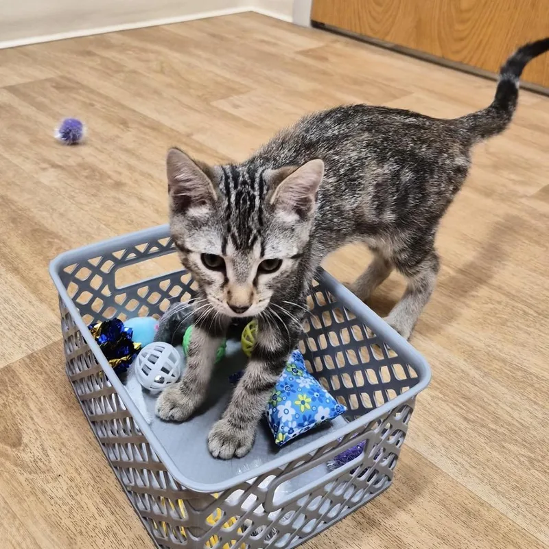 A baby small-sized female Domestic Short Hair cat named Knit for adoption in Woodstock, IL
