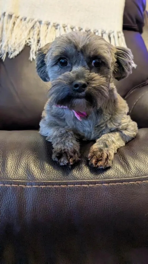 An adult small-sized female Terrier dog named Melody for adoption in Grand Rapids, MI