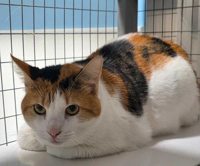 An adult medium-sized female Domestic Short Hair cat named Sally for adoption in Gold Beach, OR