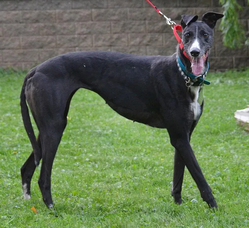 An adult medium-sized female Greyhound dog named Bonnie for adoption in Minneapolis, MN