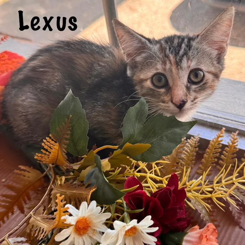 Lexus
