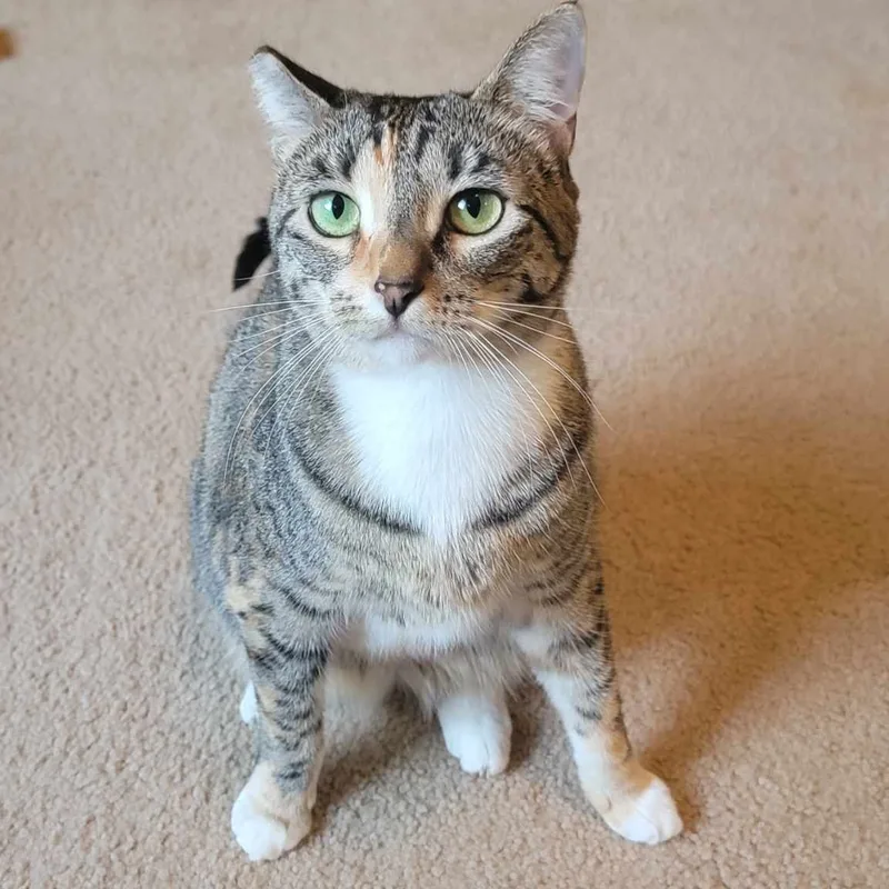 An adult medium-sized female Tabby cat named Gigi and Bella for adoption in Steilacoom, WA