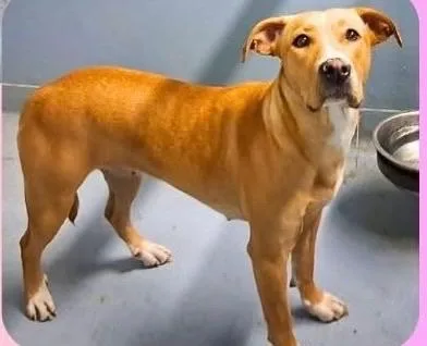 An adult medium-sized female Yellow / Tan / Blond / Fawn Mixed Breed dog named Daisy May for adoption in Newington, GA
