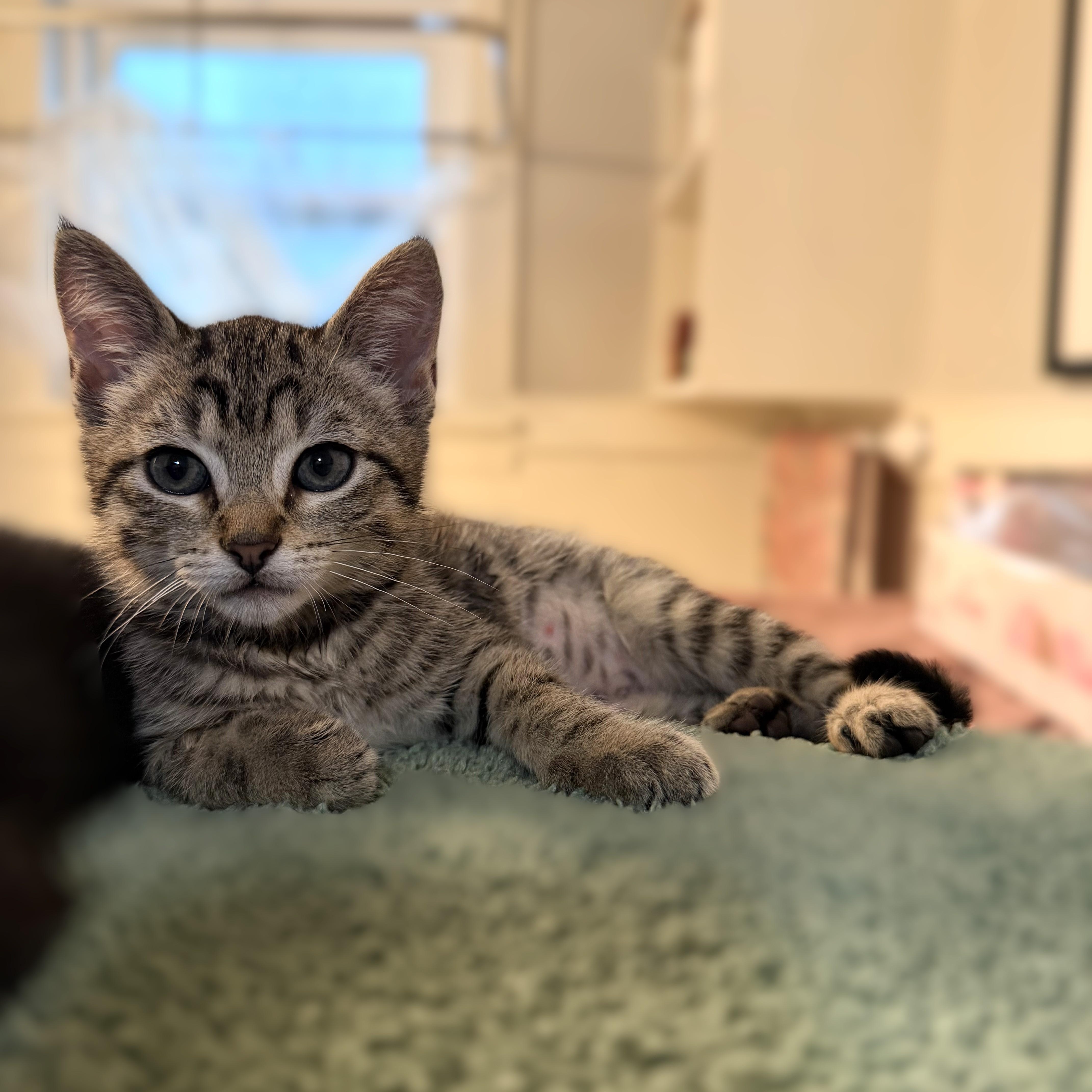 A baby medium-sized female Tabby (Gray / Blue / Silver) Domestic Short Hair cat named Mj for adoption in Houston, TX