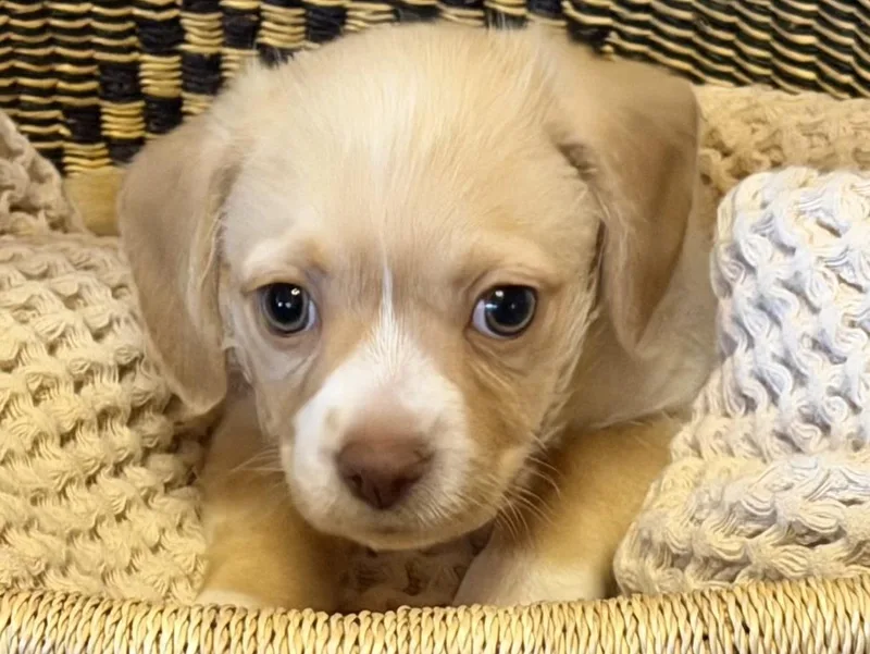 A baby small-sized male White / Cream Terrier dog named Brie for adoption in Redwood City, CA