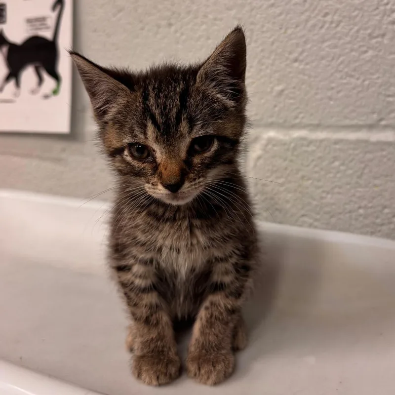 A baby small-sized male Brown / Chocolate Domestic Short Hair cat named Spearmint for adoption in Birdsboro, PA