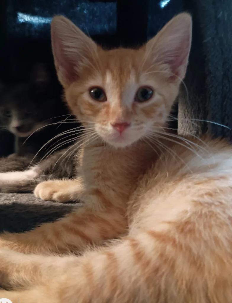 A baby medium-sized female Domestic Short Hair cat named Henna for adoption in Youngsville, NC
