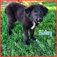 A baby medium-sized male Black Mixed Breed dog named Blakey for adoption in Joliet, IL