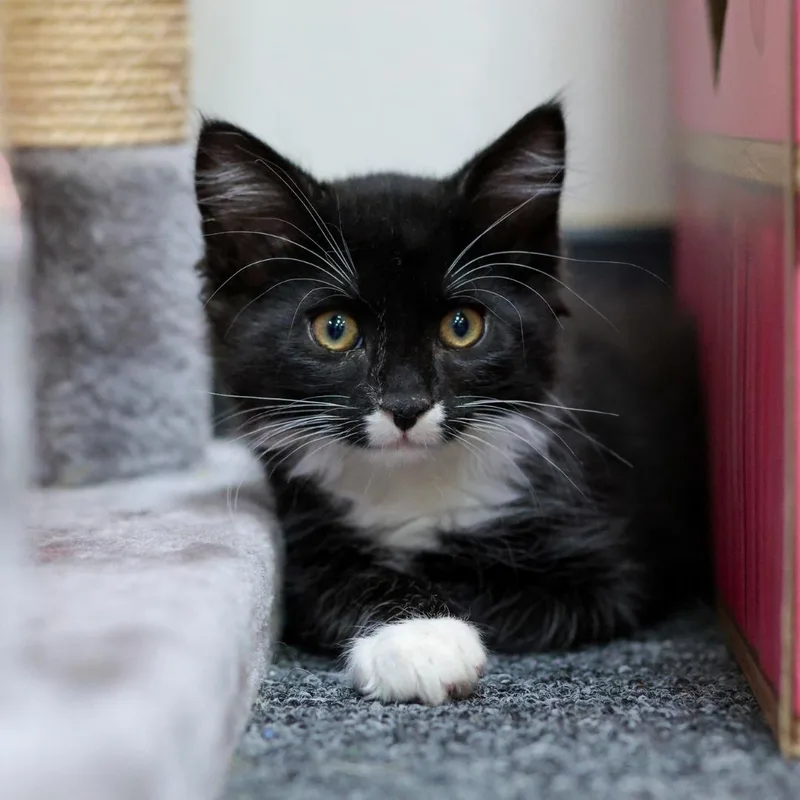 A baby medium-sized male Black & White / Tuxedo Domestic Long Hair cat named Walter for adoption in Morgan Hill, CA