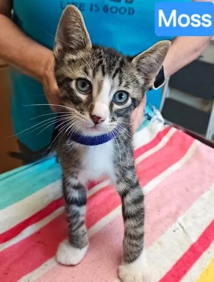 A young medium-sized male Domestic Short Hair cat named Moss for adoption in Kansas City, MO