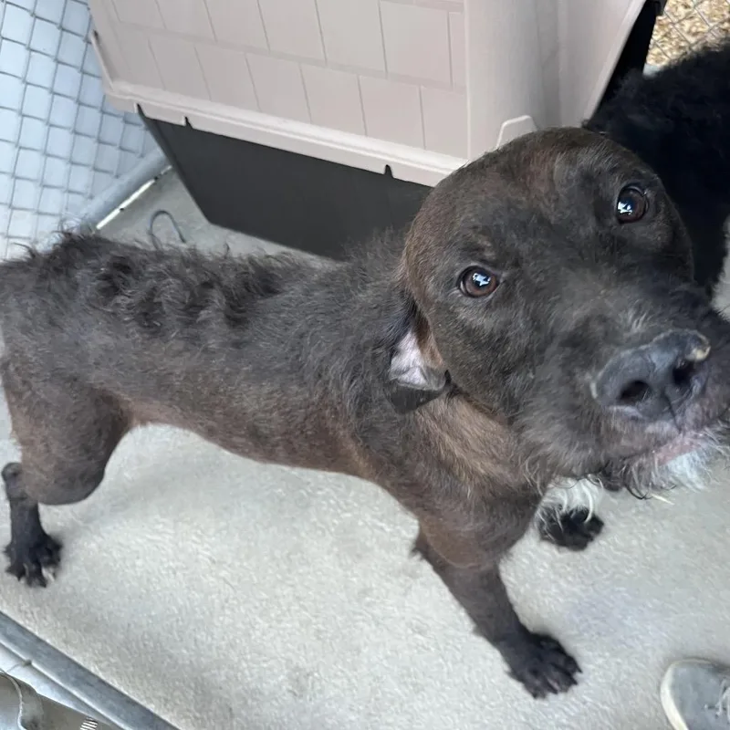 An adult medium-sized male Brown / Chocolate Mixed Breed dog named Richard for adoption in Mount Gilead, NC