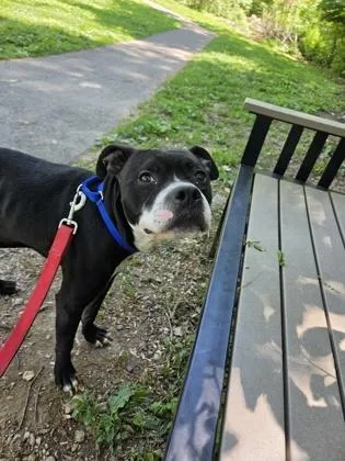 An adult extra large-sized male Mixed Breed dog named Carabiner for adoption in West Chester, PA