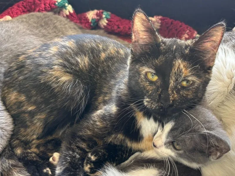 A baby medium-sized female Domestic Short Hair cat named Isis for adoption in Batesville, AR