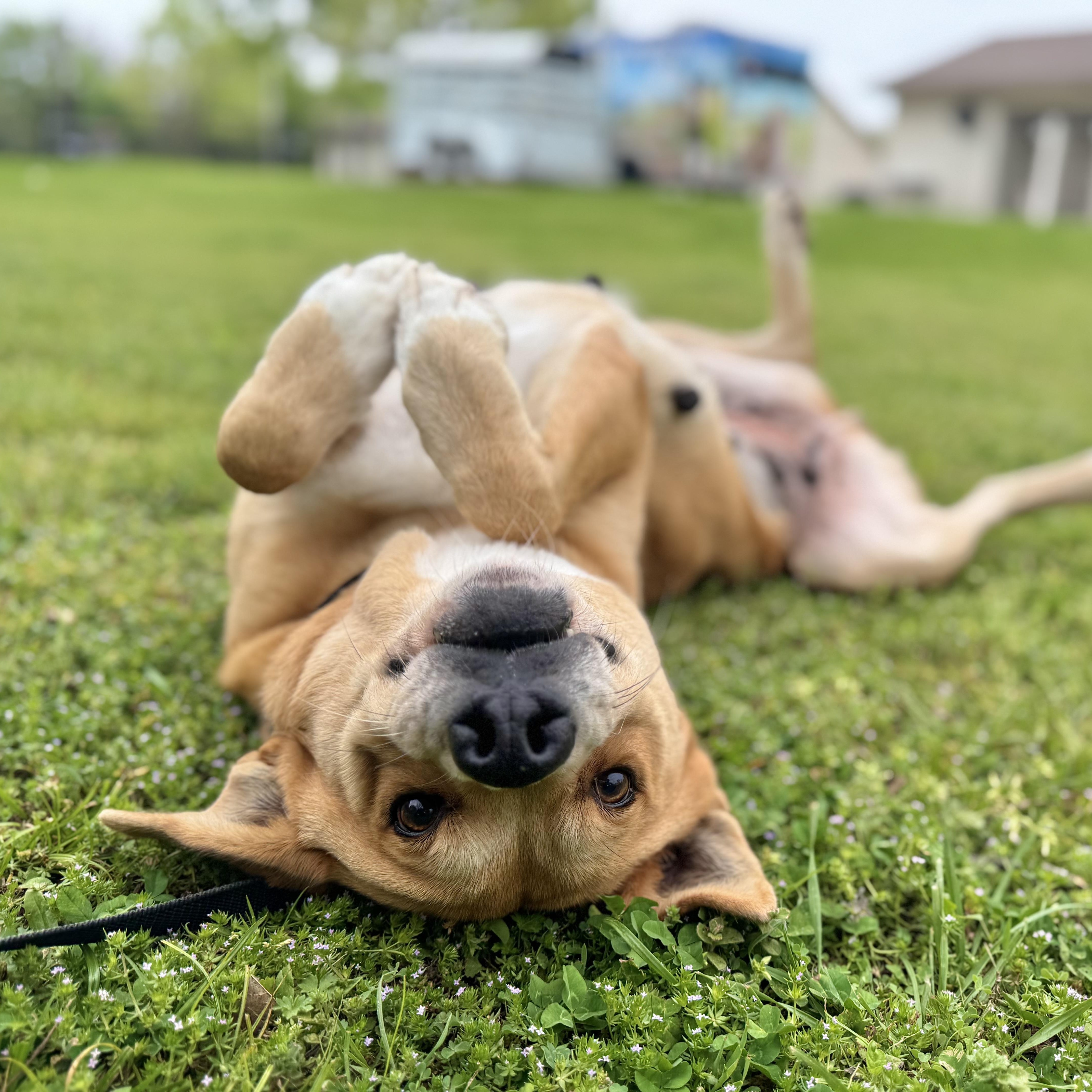 An adult large-sized female Shepherd dog named Abby for adoption in Sherman, TX