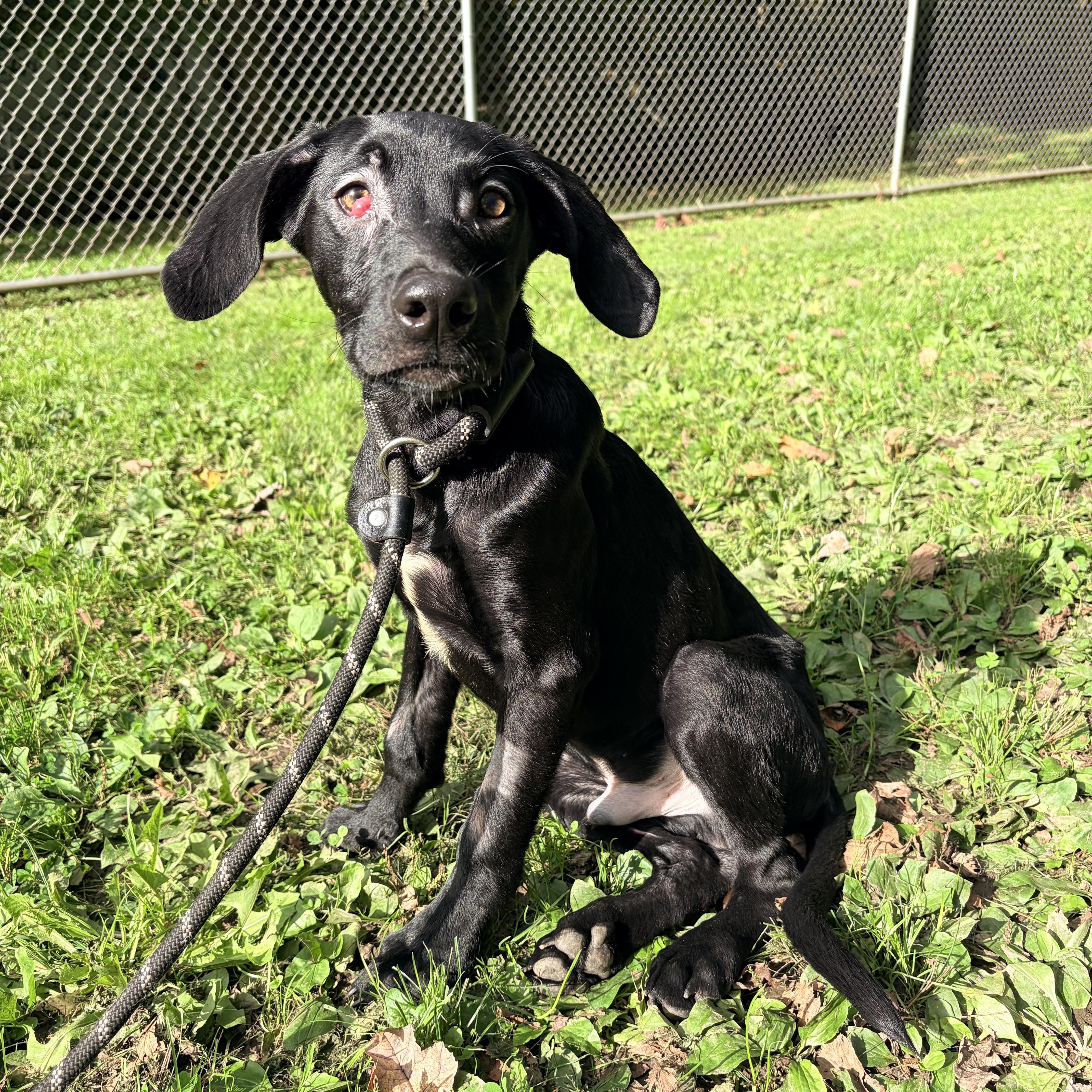 A baby medium-sized male Black Labrador Retriever dog named Magic for adoption in White Oak, PA