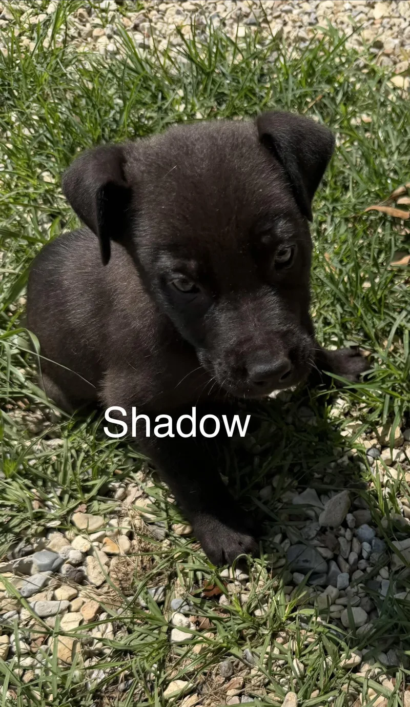 A baby medium-sized male German Shepherd Dog dog named Shadow for adoption in Kiln, MS