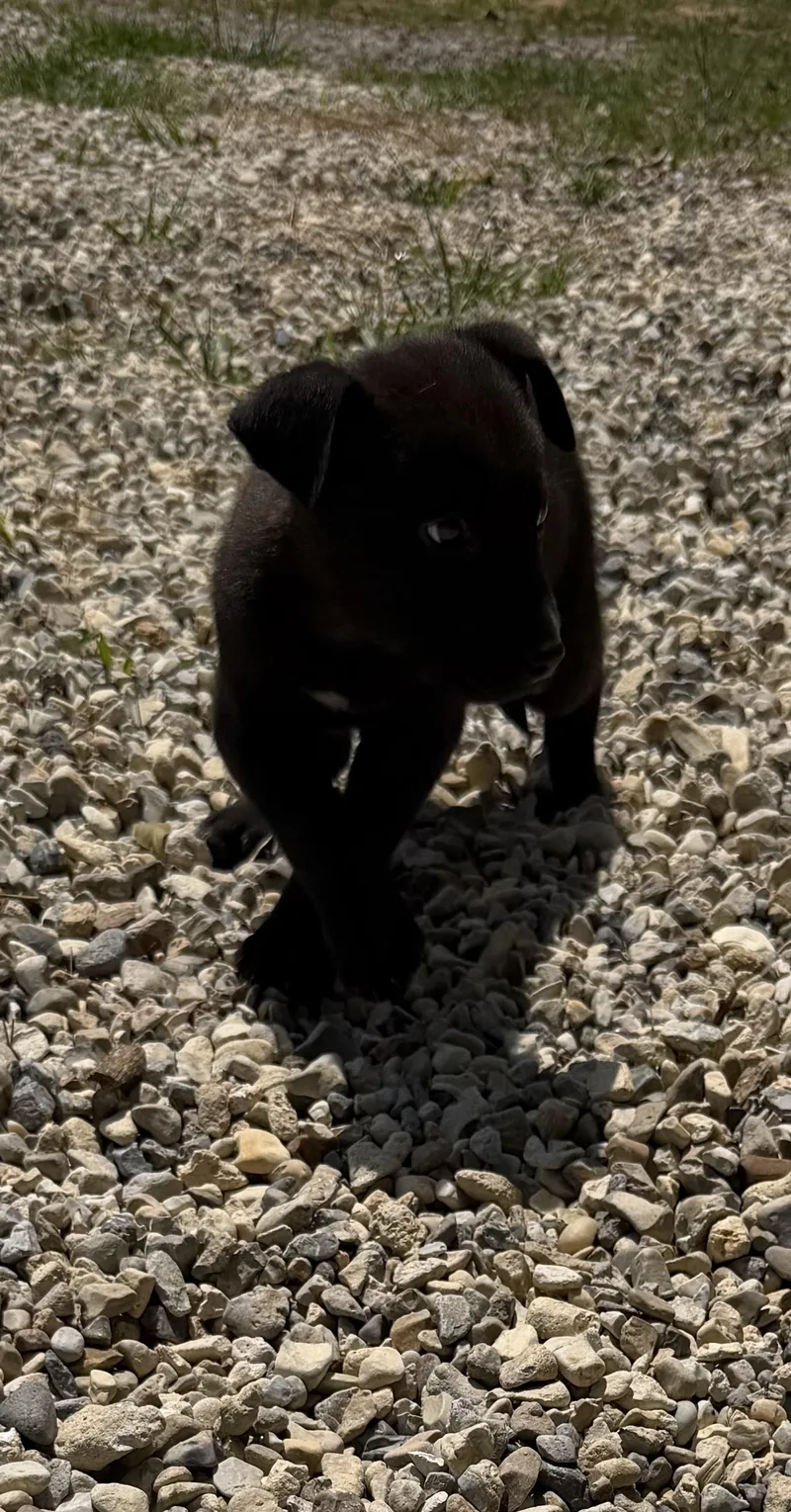 Shadow thumbnail 2