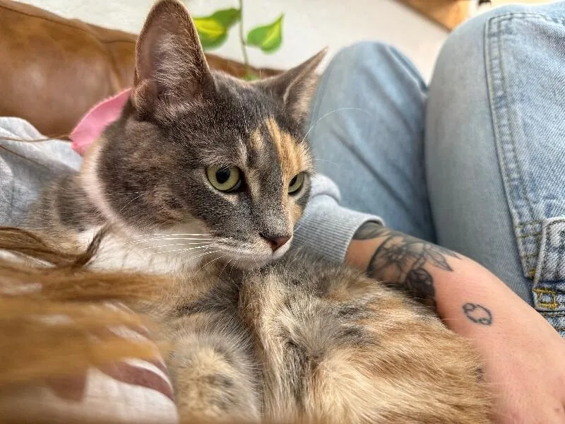 Austin Cuddle Queen thumbnail 3