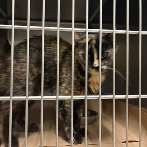 An adult medium-sized female Domestic Medium Hair cat named Nala for adoption in Urbana, IL