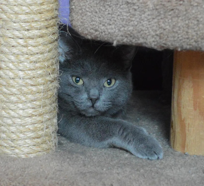 A young large-sized male Gray / Blue / Silver Domestic Short Hair cat named Daddo for adoption in House Springs, MO