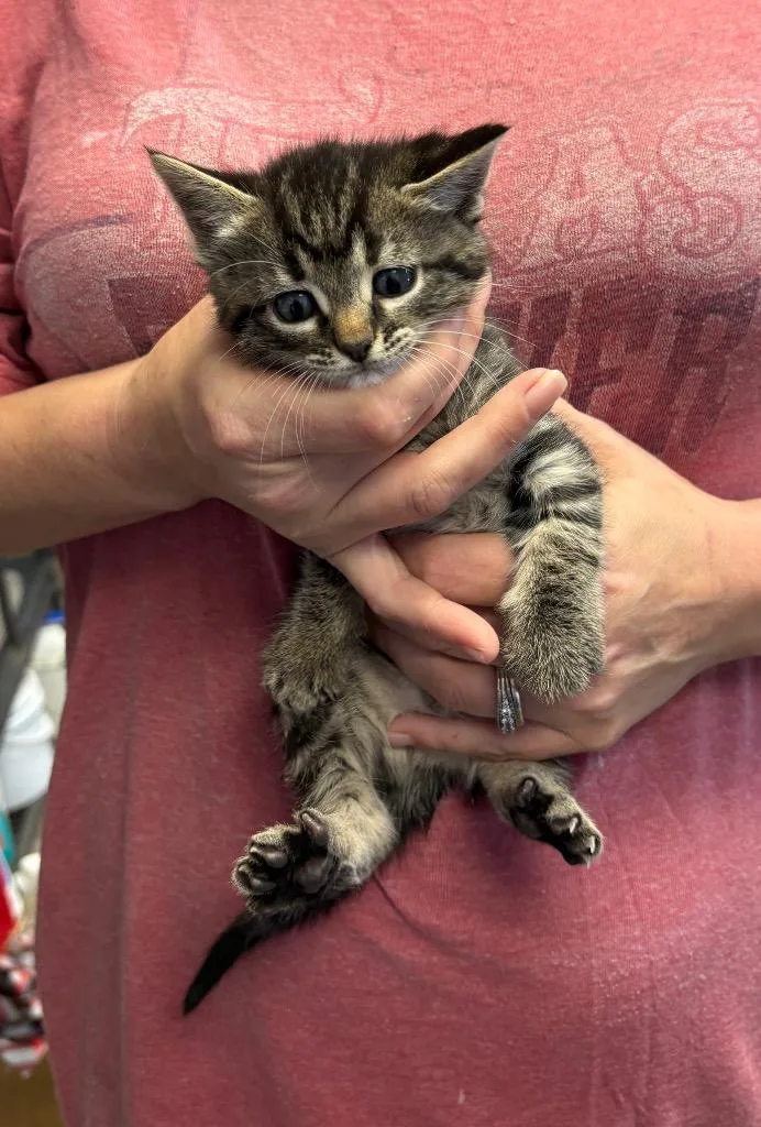 A baby medium-sized female Domestic Short Hair cat named Sue Ellen for adoption in Lewisville, TX