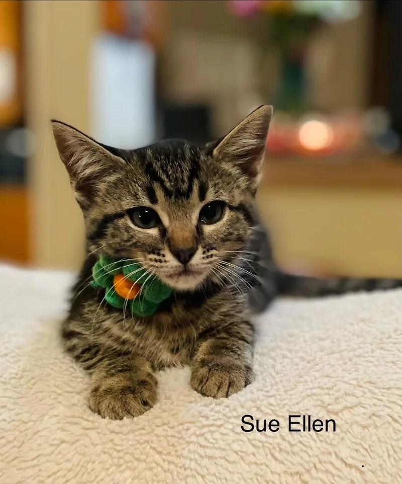 Sue Ellen thumbnail 2