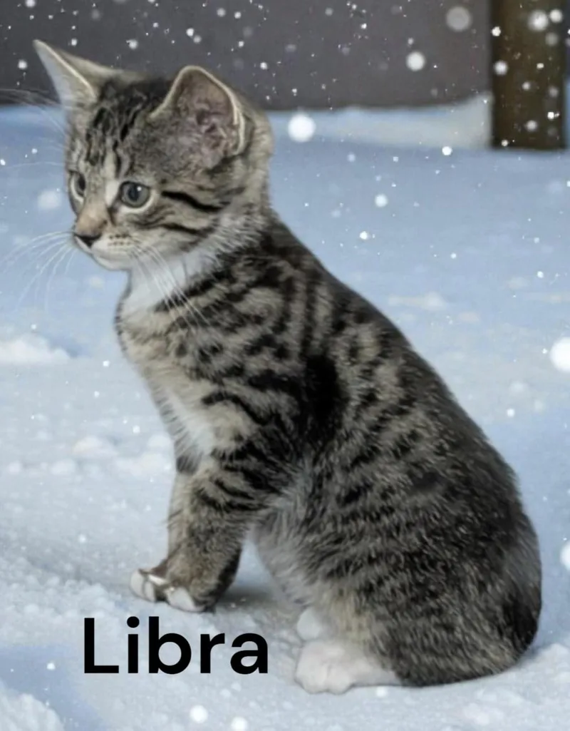 A baby medium-sized female Tabby cat named Libra for adoption in Weems, VA