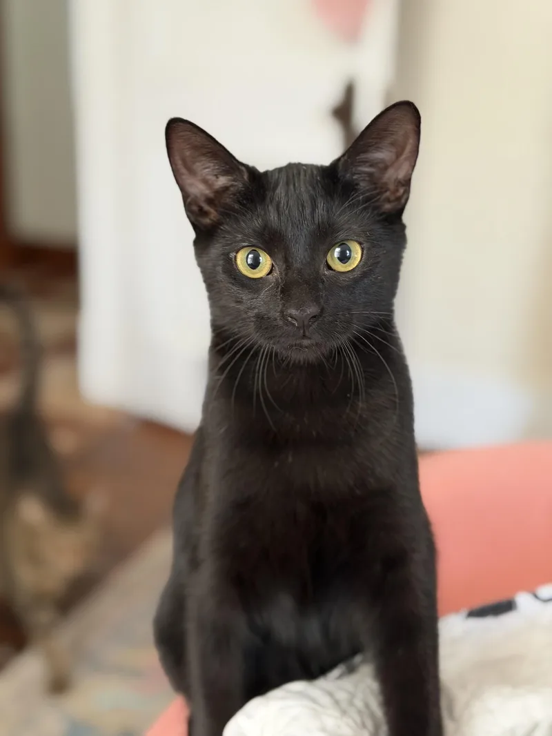 A baby medium-sized female Black Domestic Short Hair cat named Winnifred for adoption in Jacksonville, FL