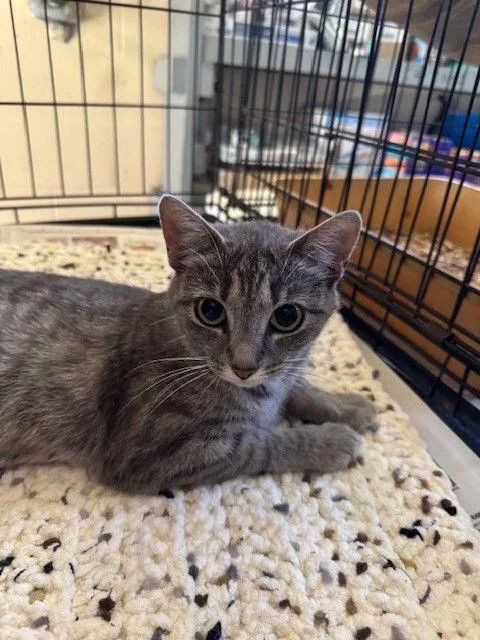 An adult small-sized female Tabby cat named Meridith for adoption in Apollo, PA