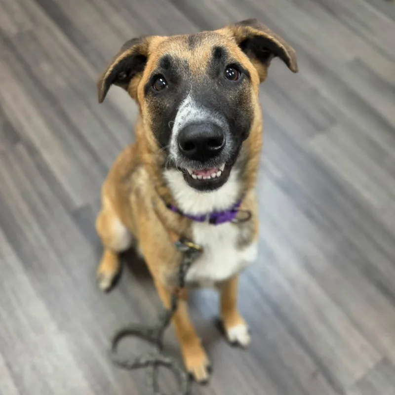 A young medium-sized female Brown / Chocolate Mixed Breed dog named Kiara for adoption in Sarasota, FL