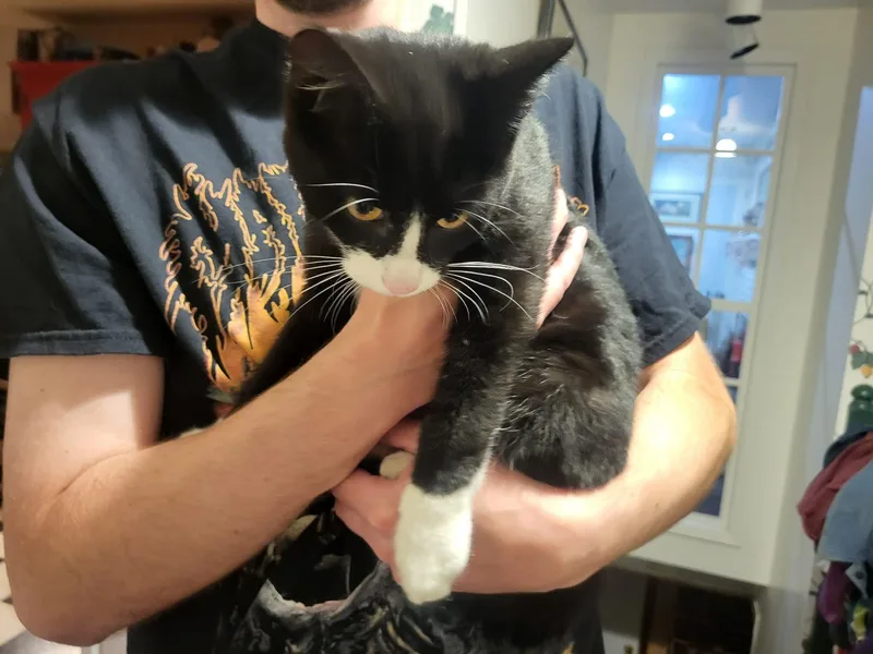 A young large-sized male Tuxedo cat named Butler for adoption in Windom, MN