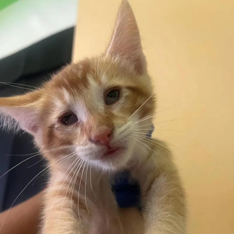 A baby small-sized male Orange / Red Domestic Short Hair cat named Mango for adoption in Los Angeles, CA