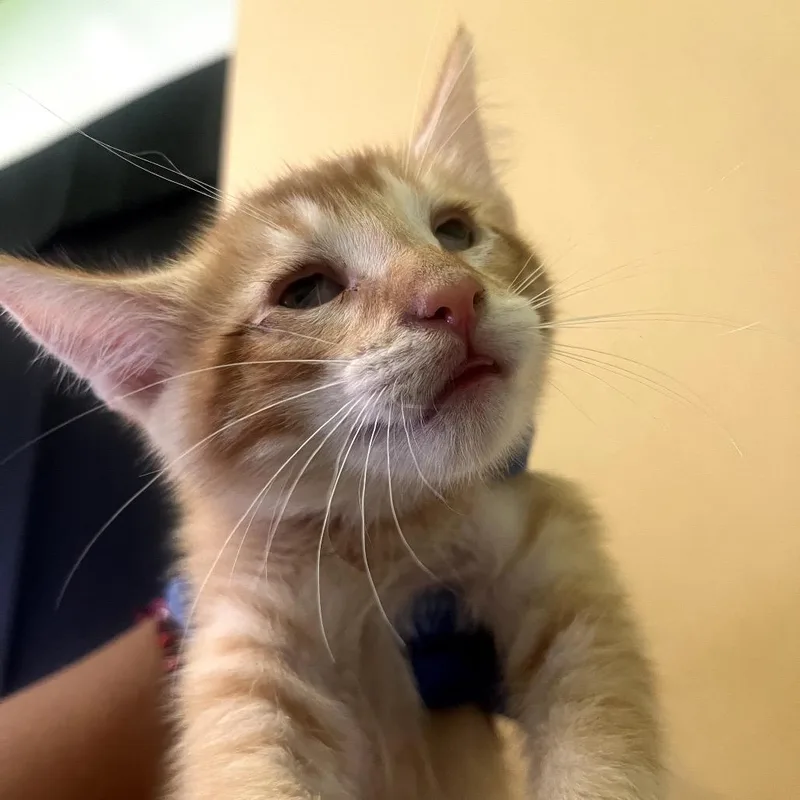Mango thumbnail 2