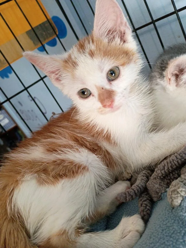 A baby small-sized male Domestic Short Hair cat named Indy for adoption in Crocker, MO