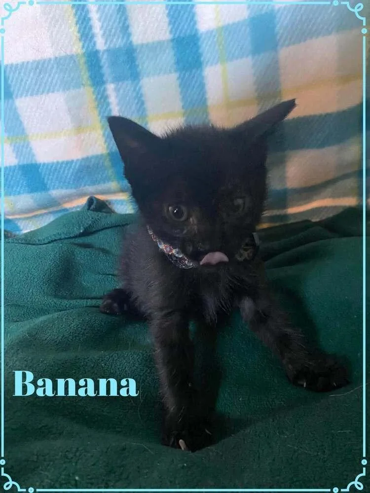 A baby small-sized male Black Domestic Short Hair cat named Banana for adoption in Shawnee, OK