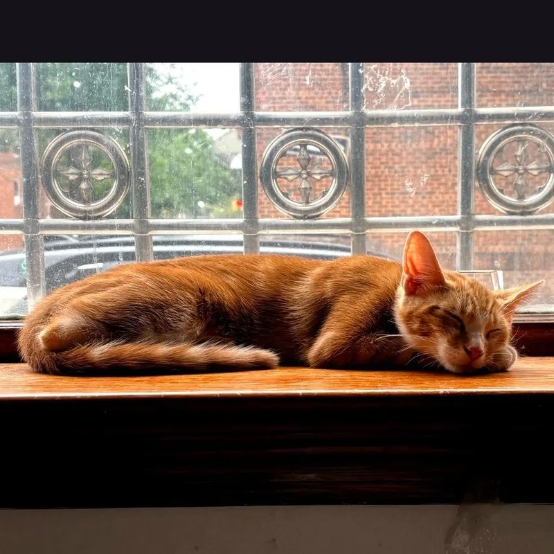 A baby small-sized male Orange / Red Domestic Short Hair cat named Soleil for adoption in Howard beach, NY