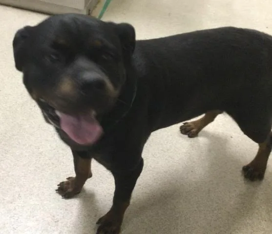 A young large-sized female Rottweiler dog named Lorelai for adoption in Riverside, CA