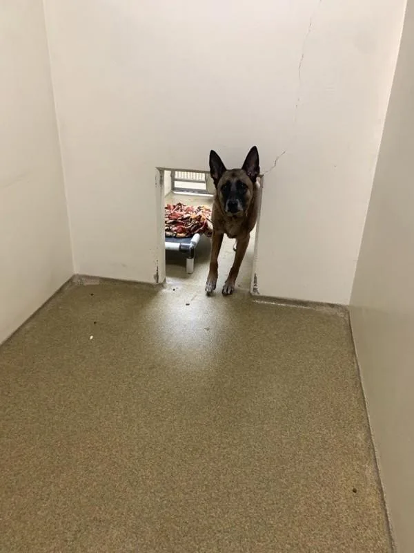 An adult large-sized female Belgian Shepherd / Malinois dog named Sika for adoption in Vancouver, WA