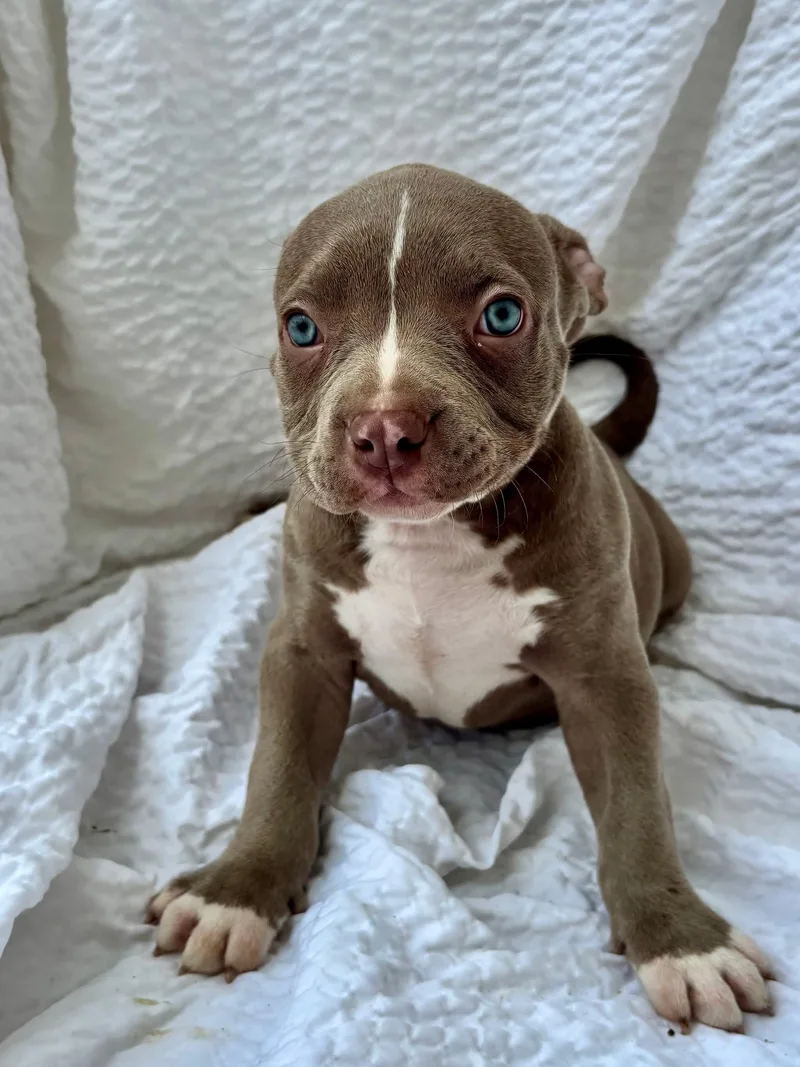 A young medium-sized female Brown / Chocolate American Staffordshire Terrier dog named Penny for adoption in Grafton, MA