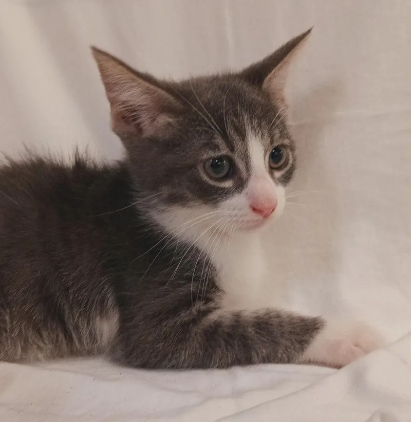 A baby small-sized male Domestic Short Hair cat named Bean for adoption in Los Angeles, CA