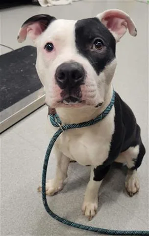 An adult medium-sized male Pit Bull Terrier dog named Petey for adoption in Indianapolis, IN
