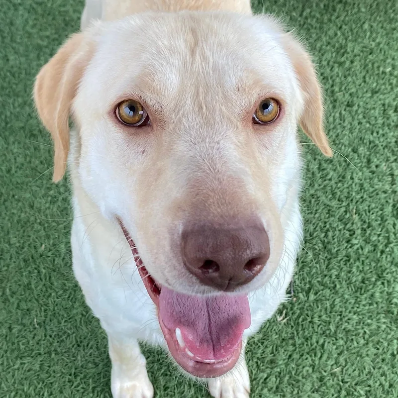 A young large-sized female Labrador Retriever dog named Cupcake for adoption in Auburn, NE