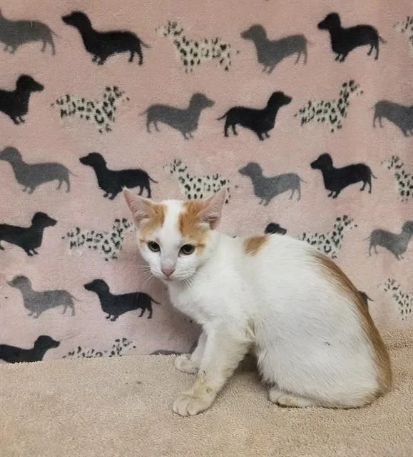 A baby small-sized male Domestic Short Hair cat named Buford for adoption in Castaic, CA